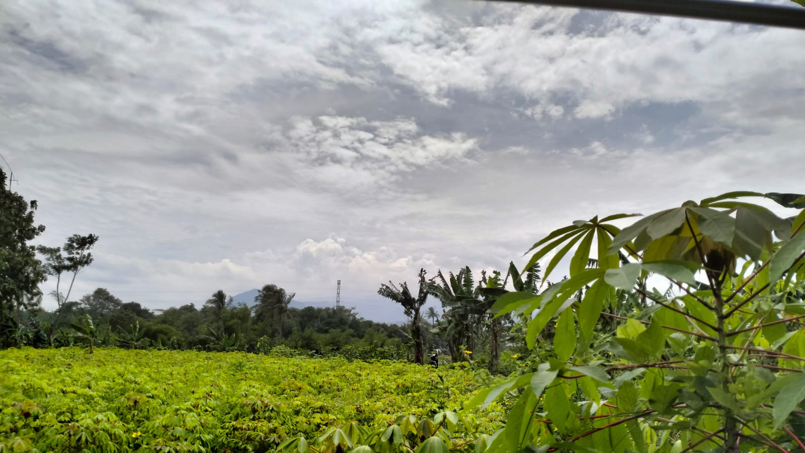 KAVLING 1.350 METER PERSEGI CADAS NGAMPAR SUKARAJA KABUPATEN BOGOR - Foto 3