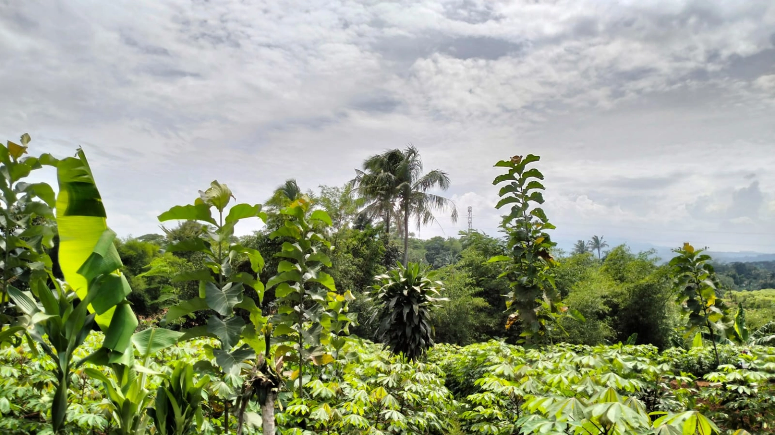 DIJUAL KAVLING 500 METER CADAS NGAMPAR SUKARAJA KABUPATEN BOGOR - Foto 5