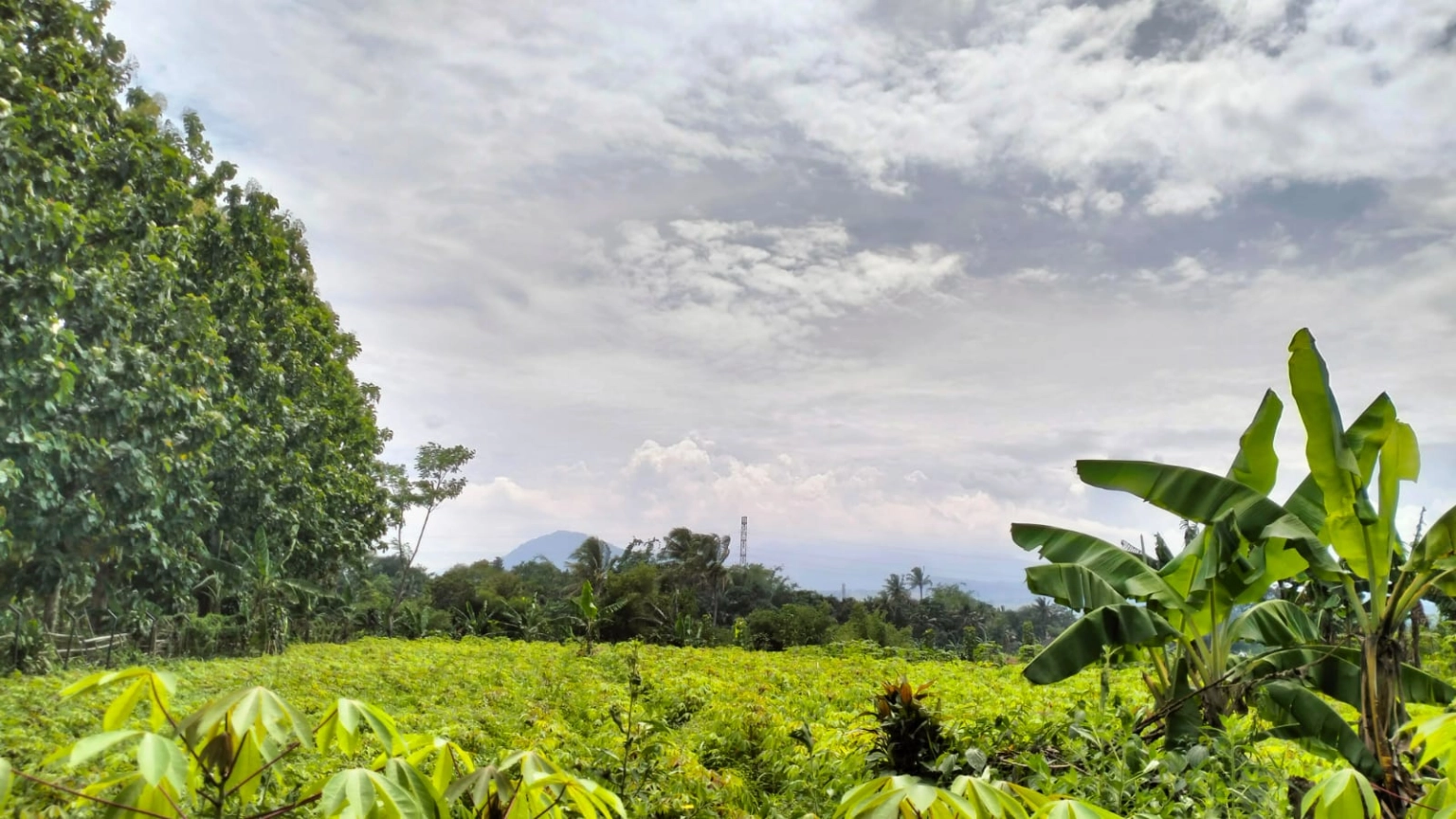 DIJUAL KAVLING 500 METER CADAS NGAMPAR SUKARAJA KABUPATEN BOGOR - Foto 6