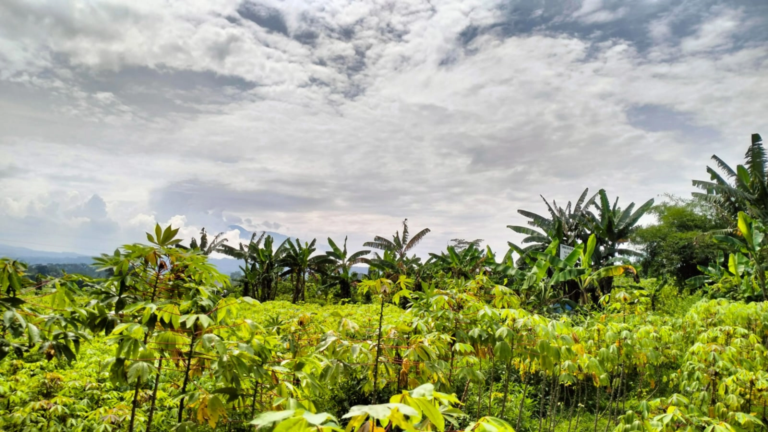 DIJUAL KAVLING 500 METER CADAS NGAMPAR SUKARAJA KABUPATEN BOGOR - Foto 7