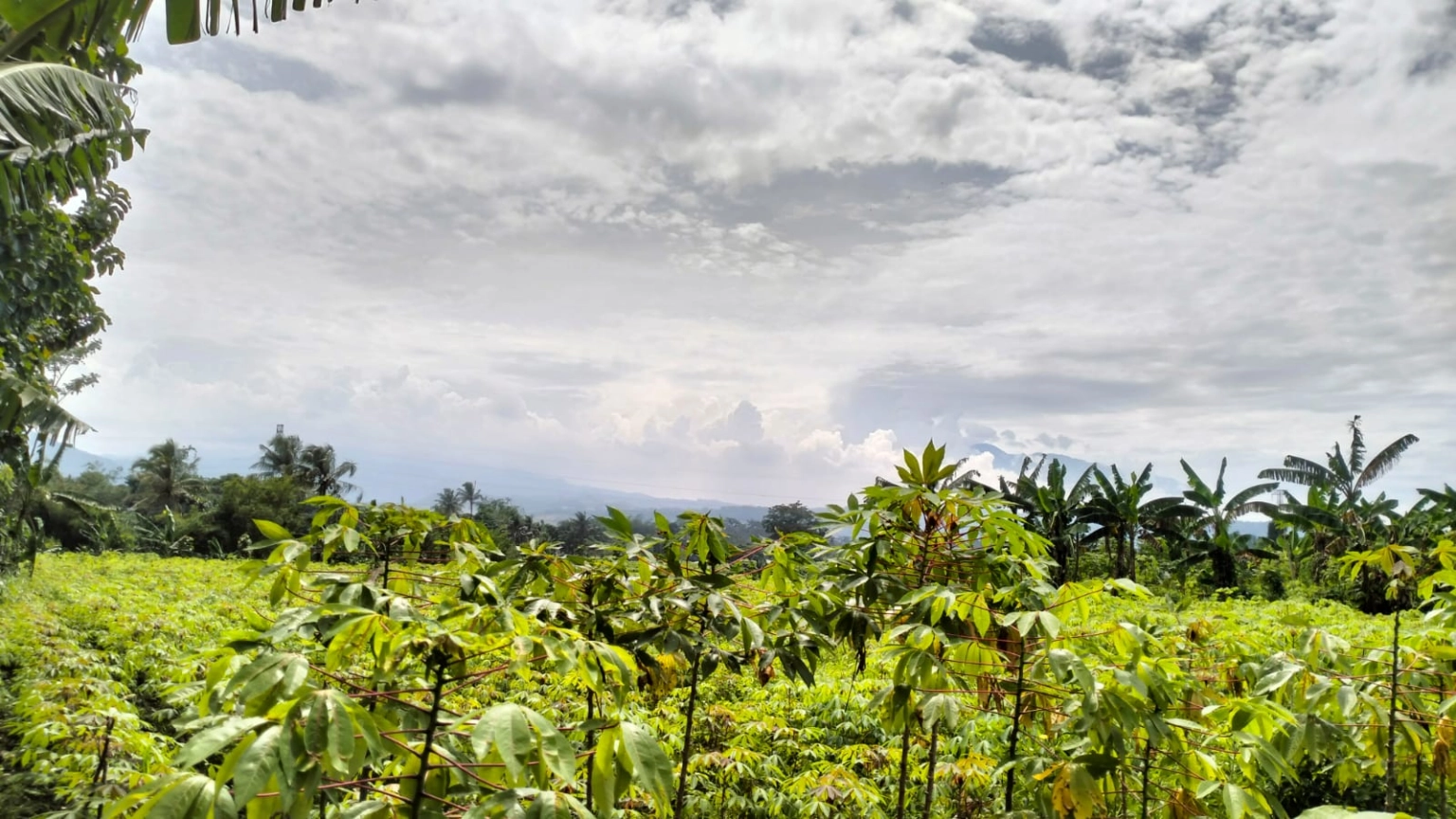DIJUAL KAVLING 500 METER CADAS NGAMPAR SUKARAJA KABUPATEN BOGOR - Foto 8