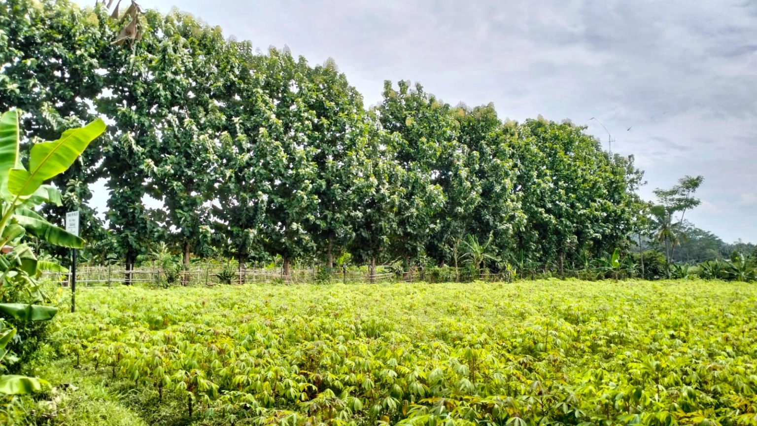 DIJUAL KAVLING 500 METER CADAS NGAMPAR SUKARAJA KABUPATEN BOGOR - Foto 9