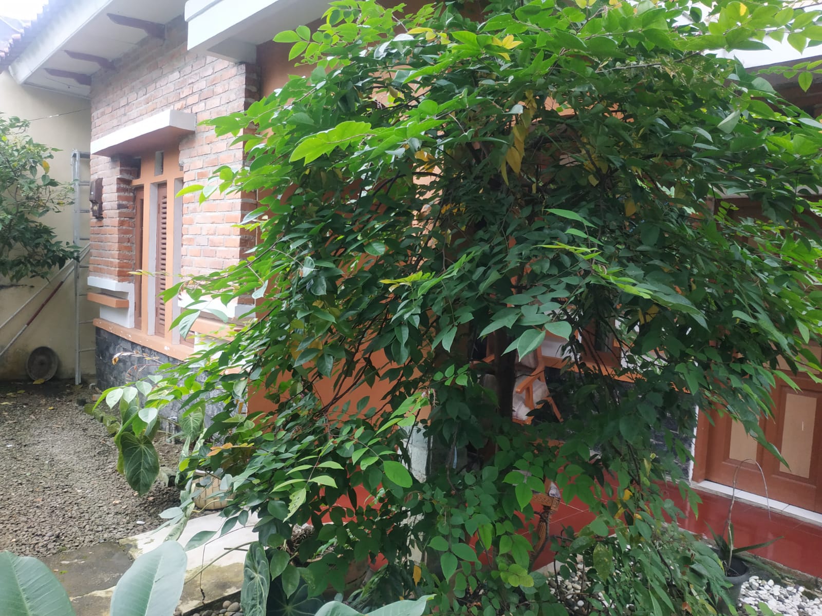 DIJUAL RUMAH 2 LANTAI 173-200 KATELIA RAYA PERUMAHAN TAMAN YASMIN SEKTOR III - Foto 4