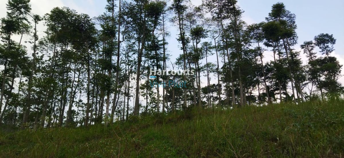 Dijual Tanah Desa Sukaresmi, Cianjur. Cocok Untuk Investasi.