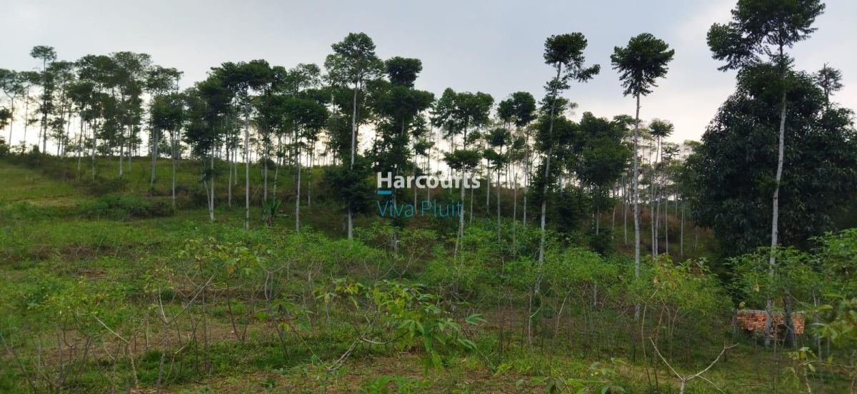 Dijual Tanah Desa Sukaresmi, Cianjur. Cocok Untuk Investasi. - Foto 3