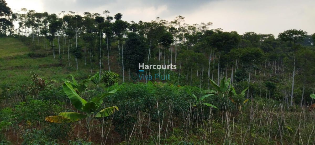 Dijual Tanah Desa Sukaresmi, Cianjur. Cocok Untuk Investasi. - Foto 4