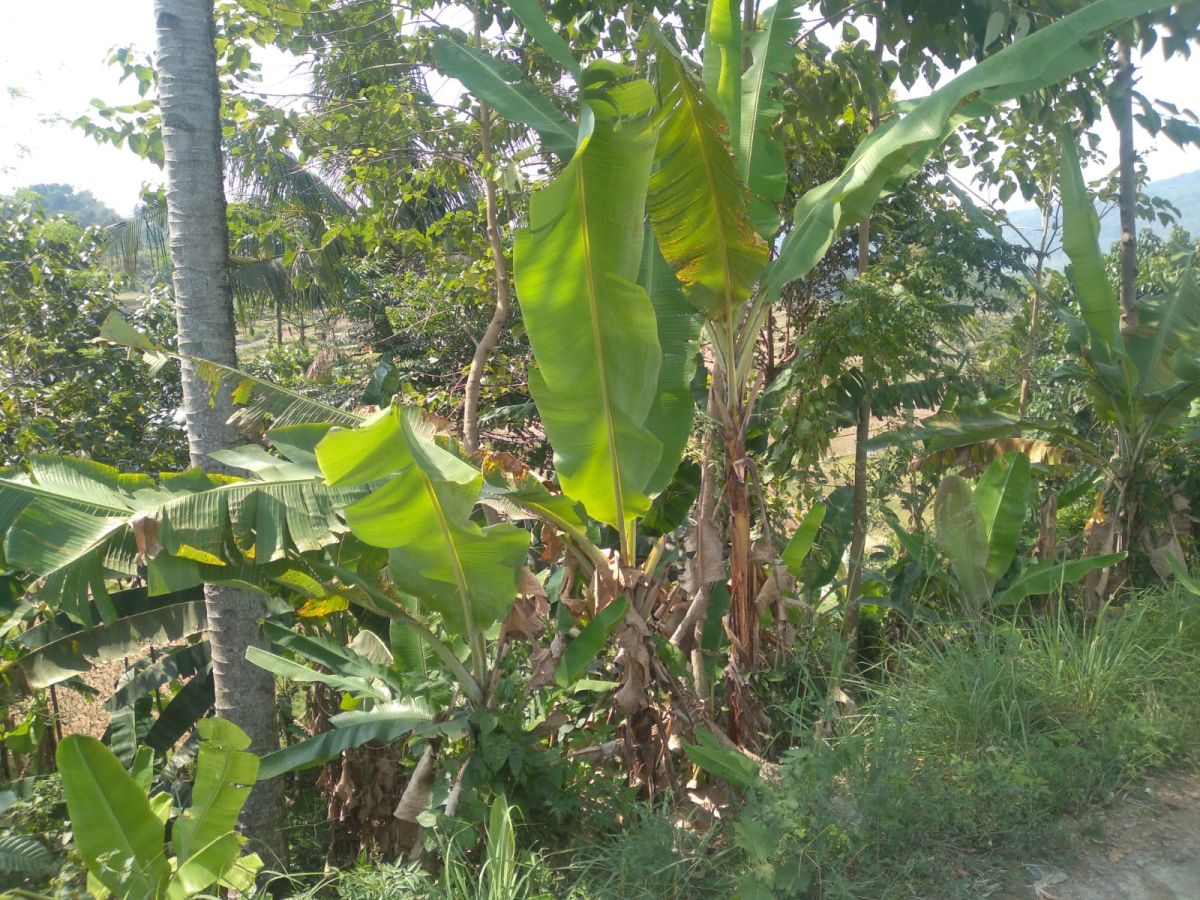 Dijual Tanah Kavling Daerah Cicurug Bogor Sukabumi Jawa Barat - Foto 10