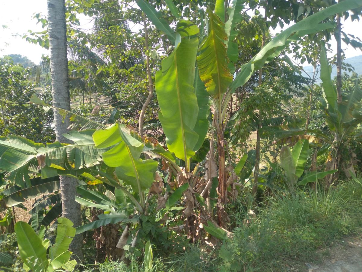 Dijual Tanah Kavling Daerah Cicurug Bogor Sukabumi Jawa Barat - Foto 11