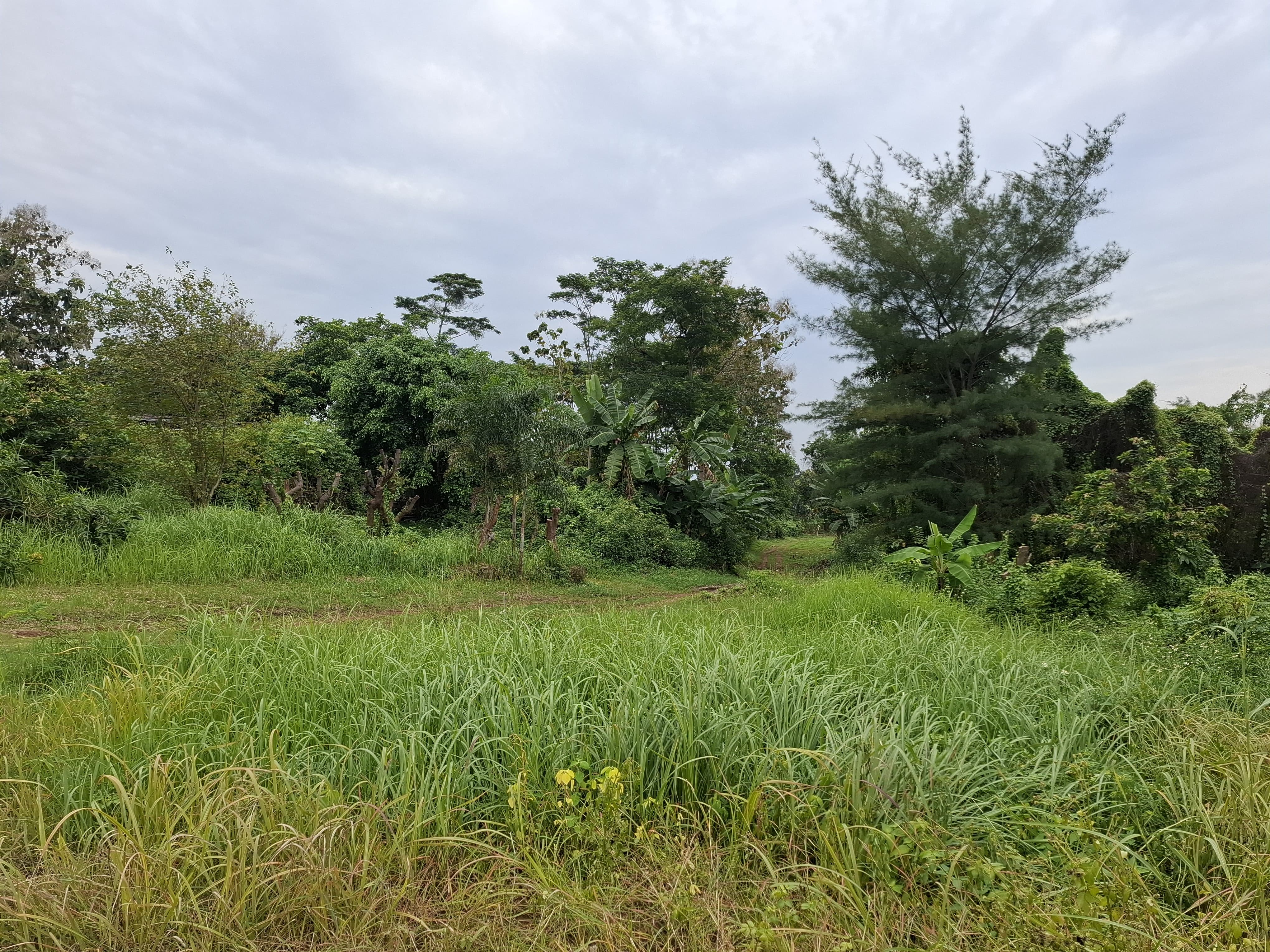Tanah Perumahan  2 Hektar  Ngalian - Foto 4
