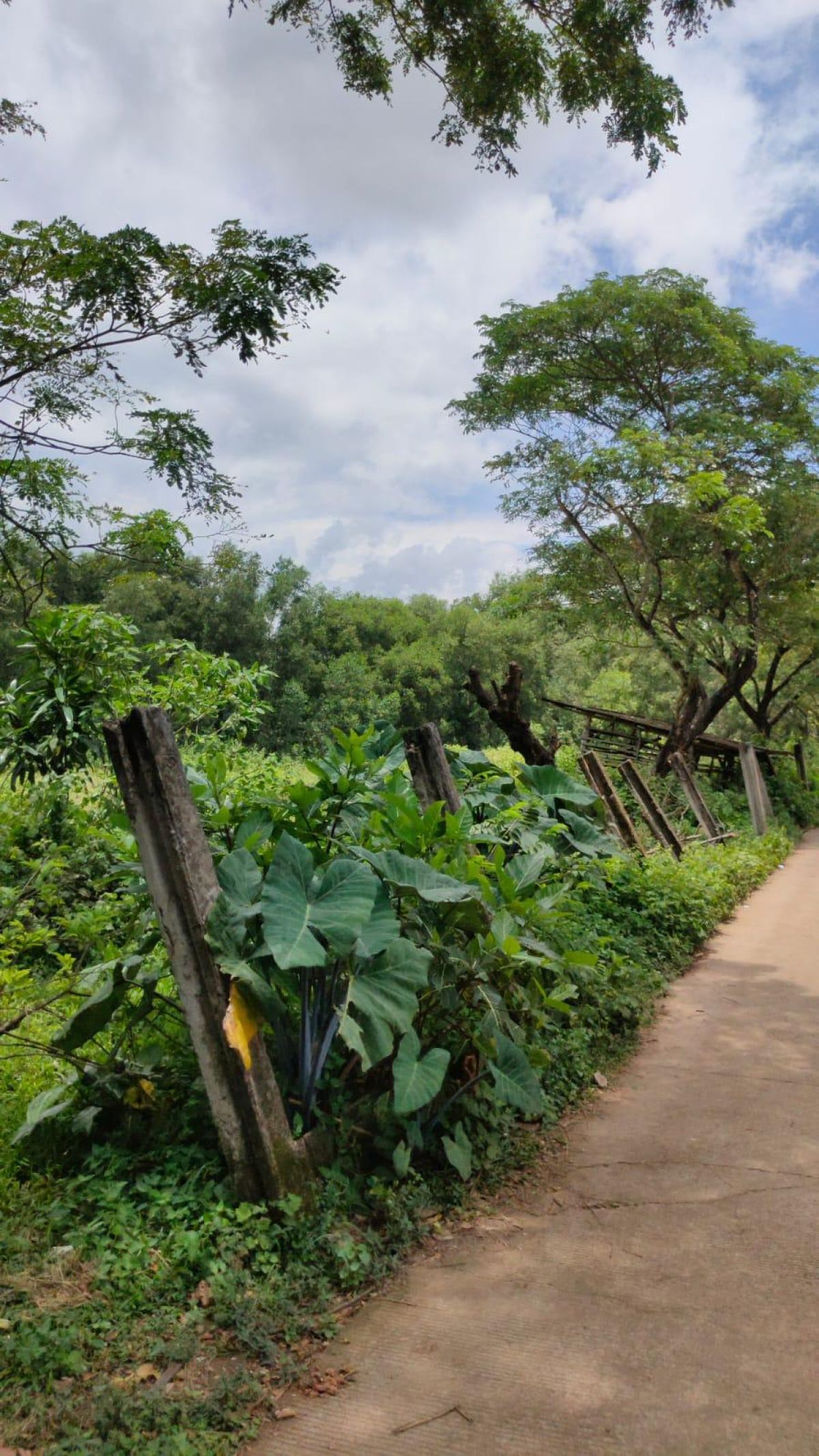 Dijual Lahan 7.3 ha Di Karawang Barat - Foto 3