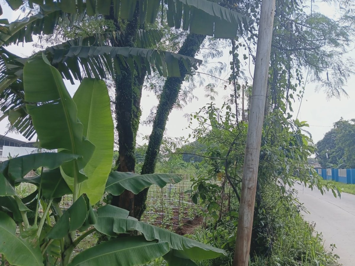 Disewakan Tanah Strategis di Jalan Lanbau - Cibinong - Foto 4