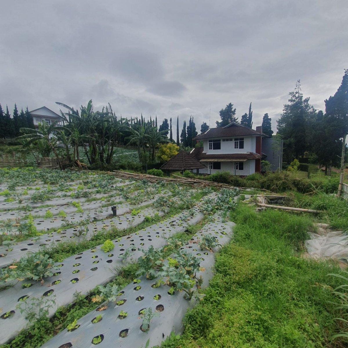 Disewakan Tanah Asri Lembang, Bandung - Foto 4
