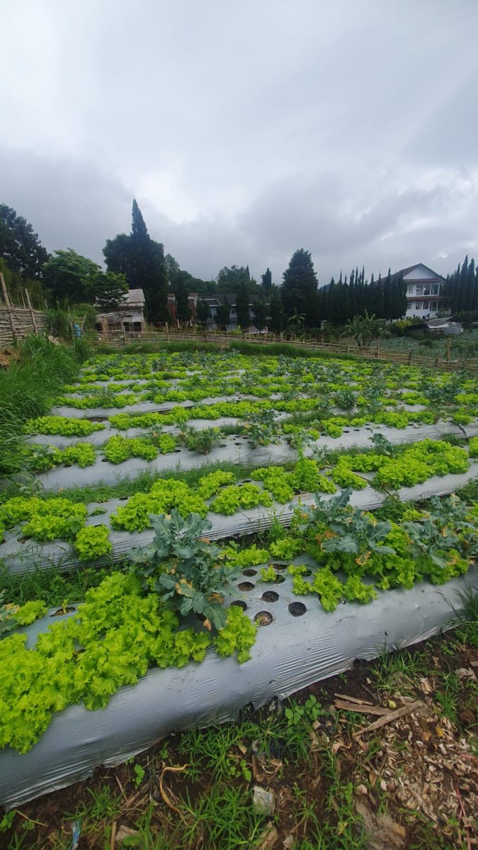 Disewakan Tanah Asri Lembang, Bandung - Foto 5