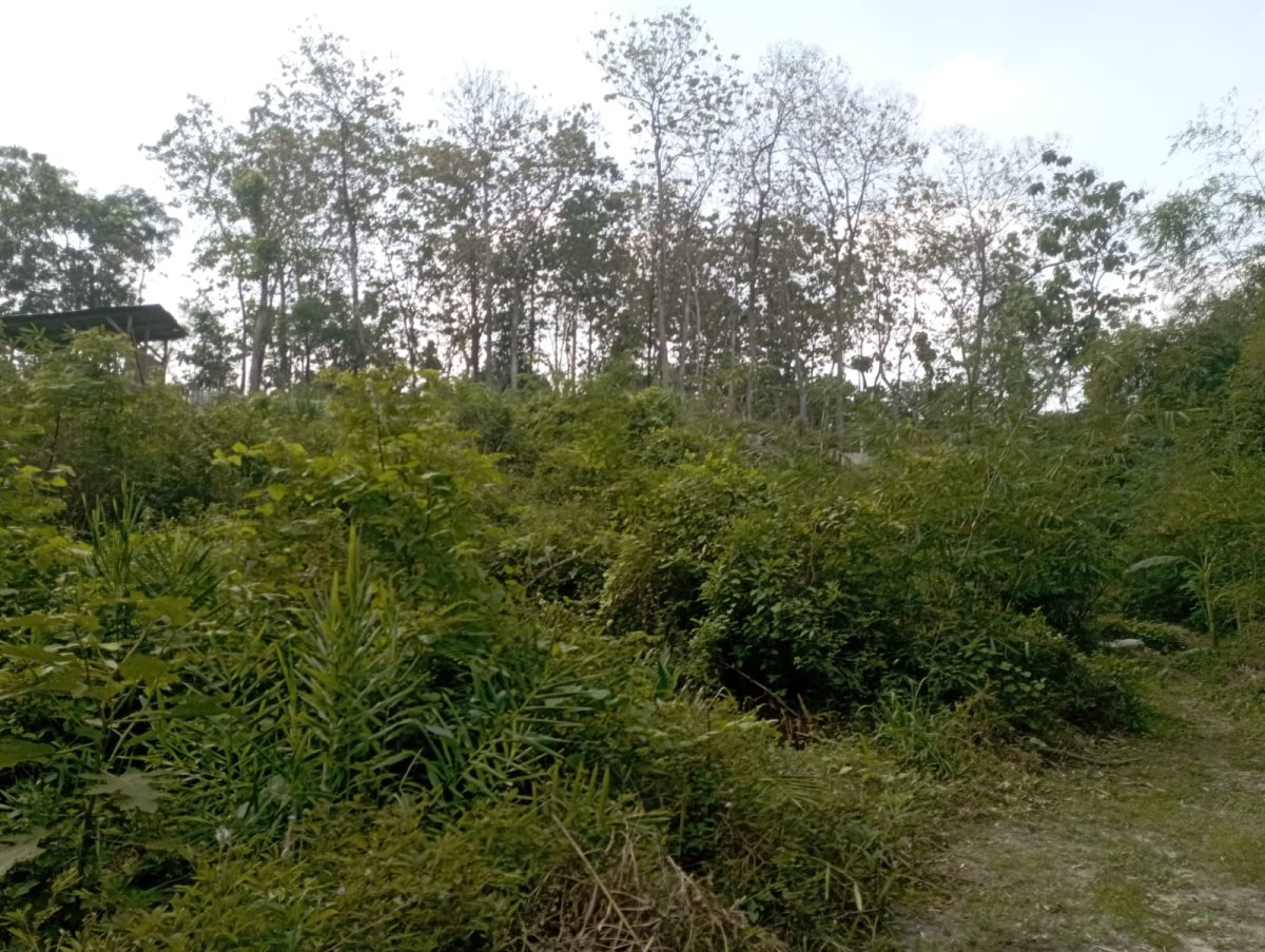 Tanah Strategis Cocok untuk Resort atau Industri di Ngargorejo, Ngemplak, Boyolali - Foto 3