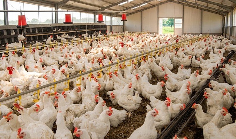 Lelang Include Pengosongan Kandang Ayam Lokasi Ds. Banaran, Delanggu Klaten Jawa Tengah