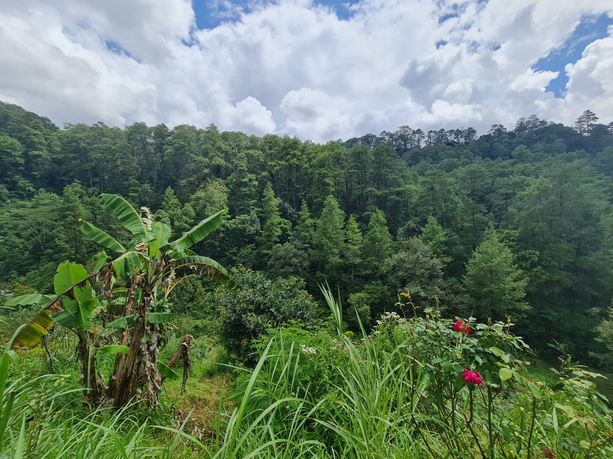 Tanah Pekarangan Istimewa Untuk Villa Di Tawangmangu - Foto 4