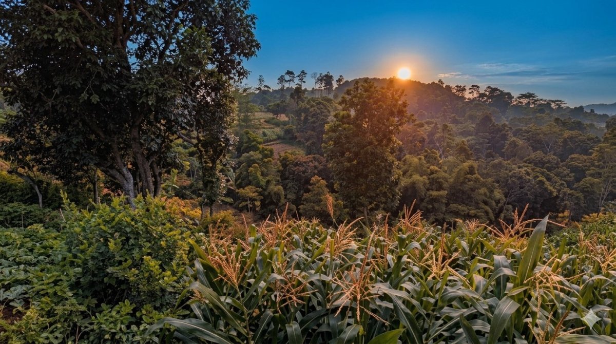 Segera Lelang Bulan ini Lahan Dekat Bandara @Desa Pakis Kabupaten Malang