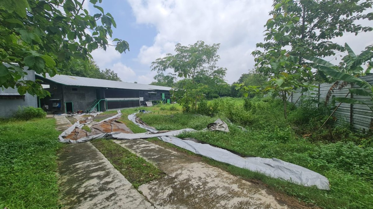 Kandang Ayam Aktif Kapasitas 30.000 Ekor di Plesungan, Mojosongo Solo - Foto 5