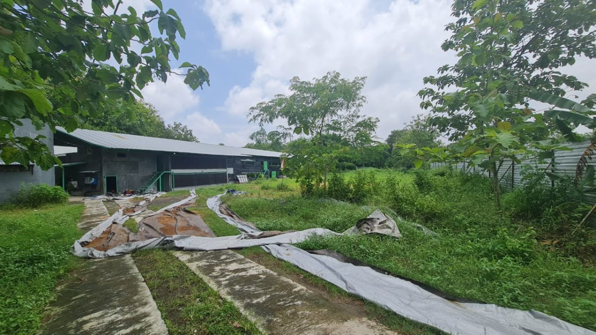 Kandang Ayam Aktif Kapasitas 30.000 Ekor di Plesungan, Mojosongo Solo - Foto 4