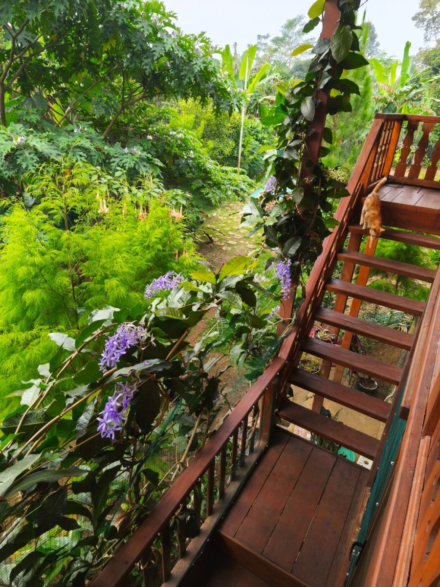 Rumah Kayu Asri di Tengah Kehijauan - Foto 15