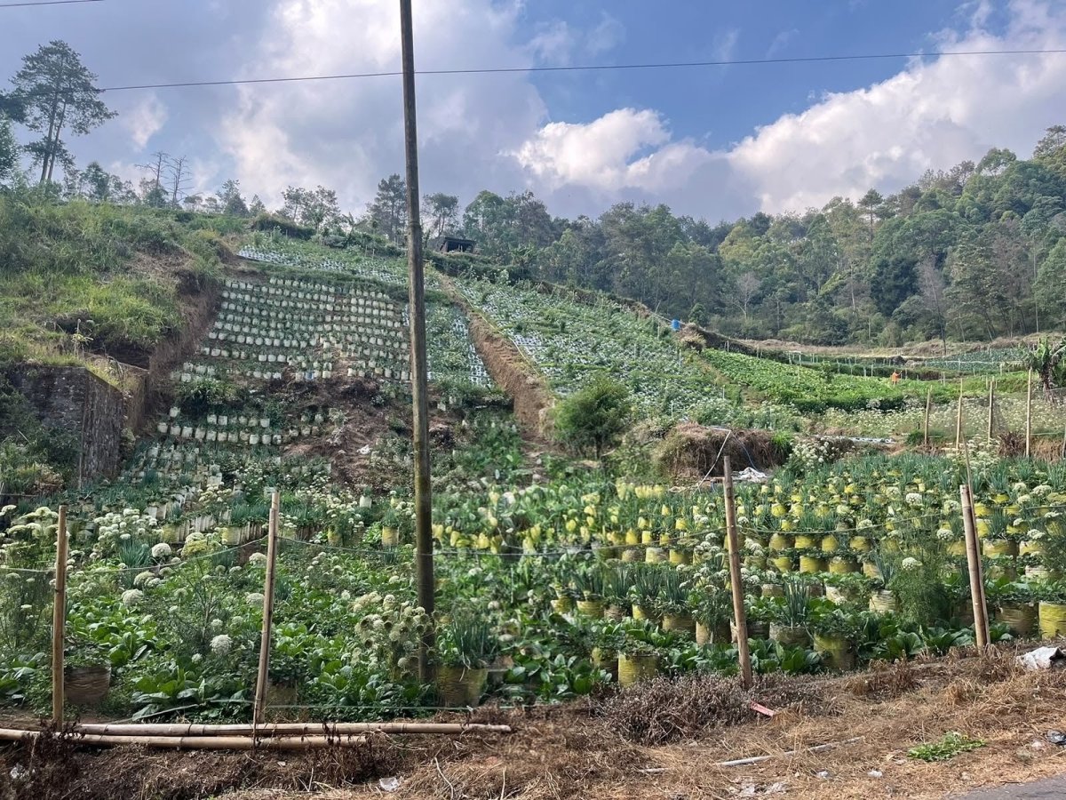 Dijual Tanah di Tawangmangu Dekat The Lawu Park - Properti | Harcourts