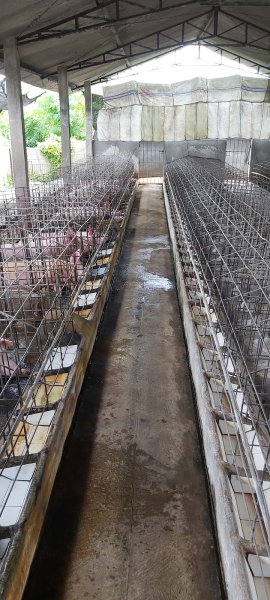 Eks Kandang Babi di Kompleks Peternakan, Karanganyar - Foto 14