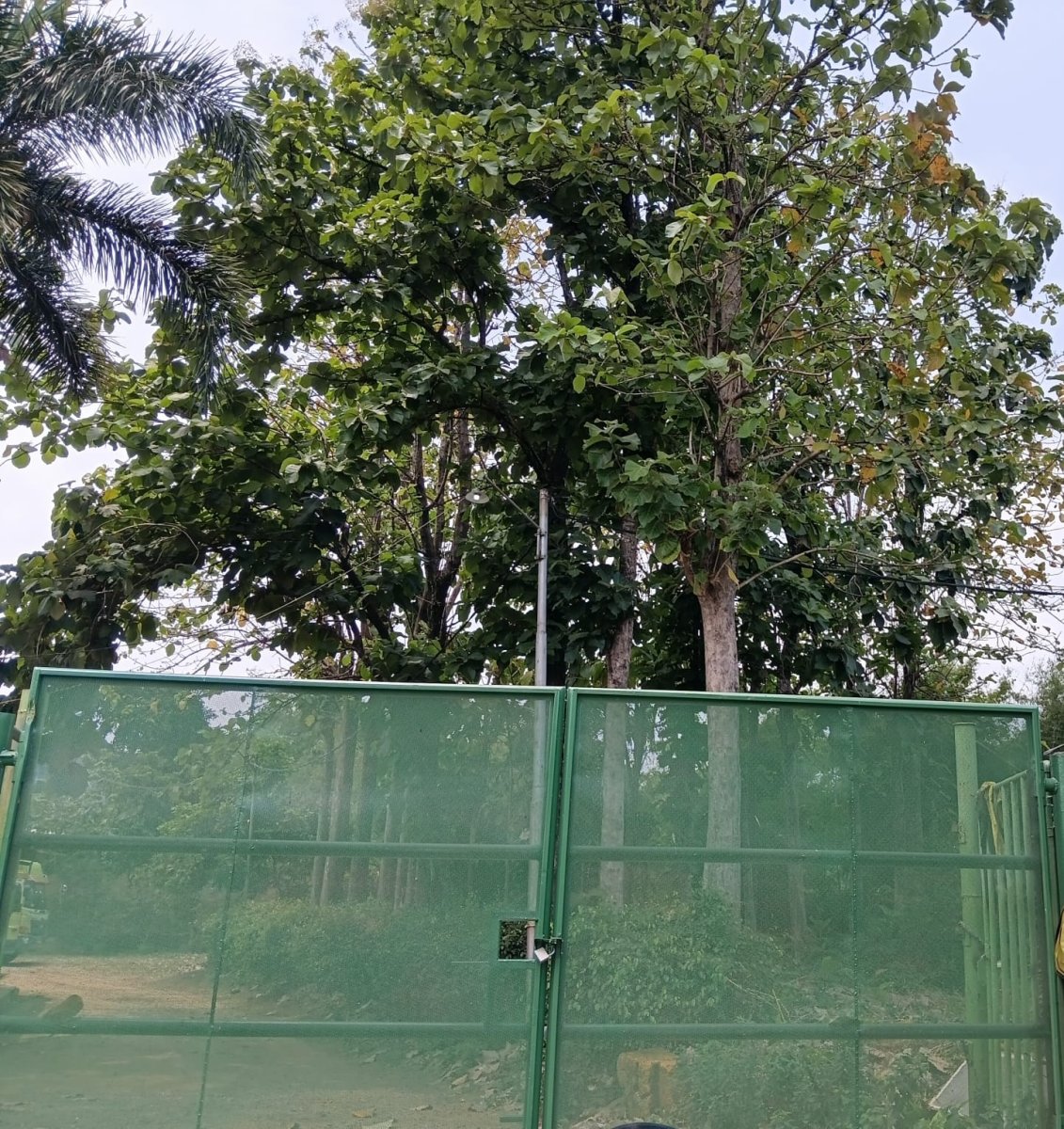 Tanah Asri di Jl. Pangeran Sogiri