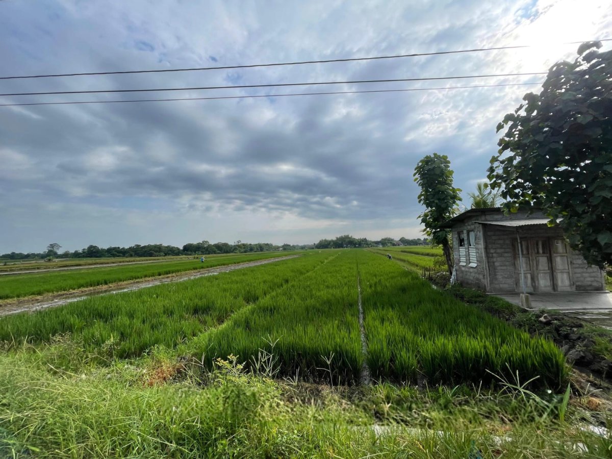 Tanah Kavling Zona Kuning Strategis  di Pakis Daleman, Wonosari, Klaten - Foto 5
