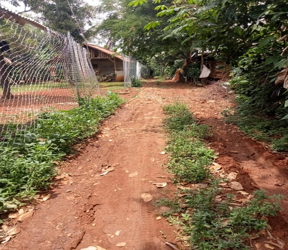 Dijual tanah kebun di KaryaMekar Cariu Bogor Jawa Barat - Foto 2