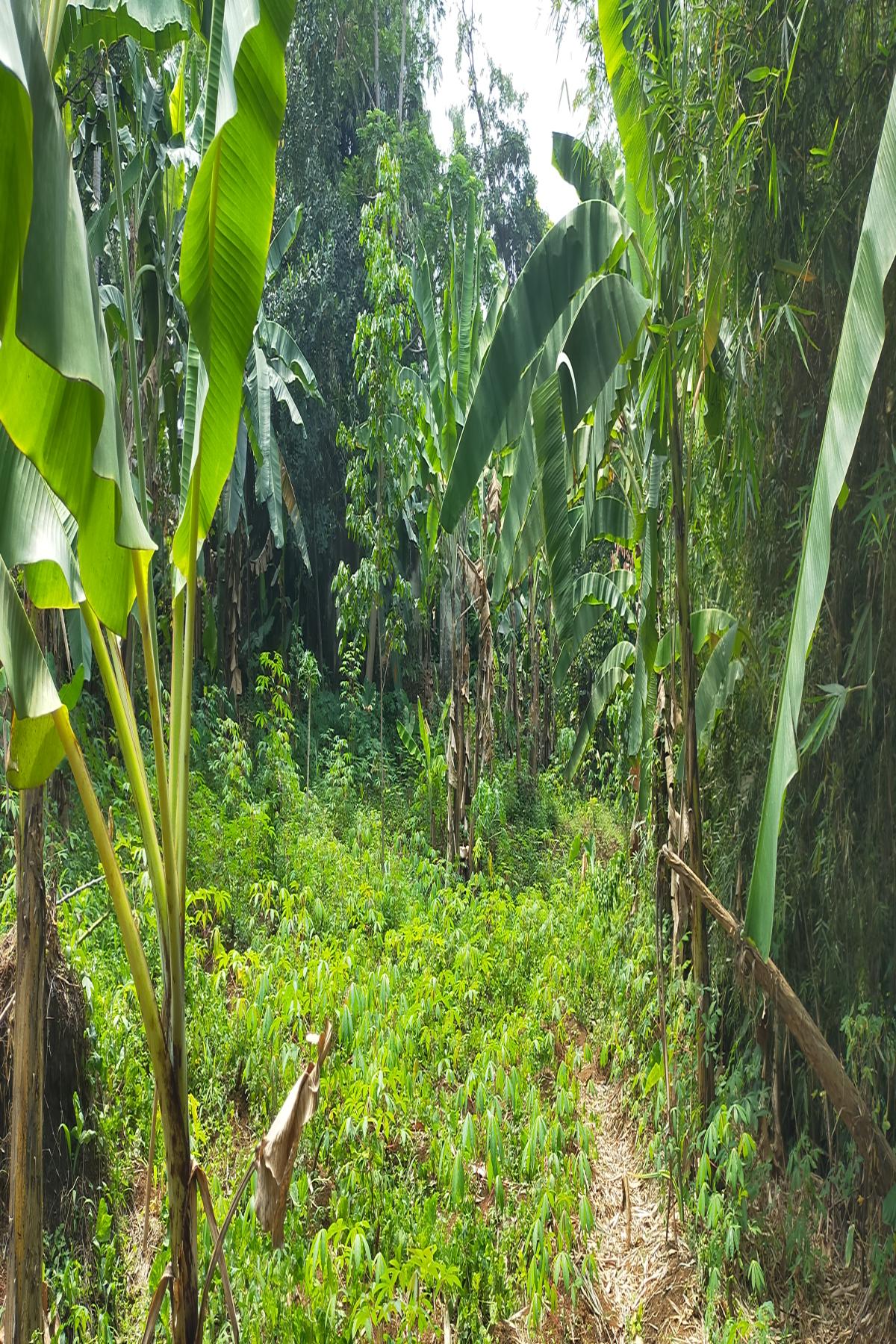 Kavling 4.000 Meter Persegi Dalam Cluster Perumahan Taman Yasmin Sektor 2 Cilendek Bogor Barat - Foto 2