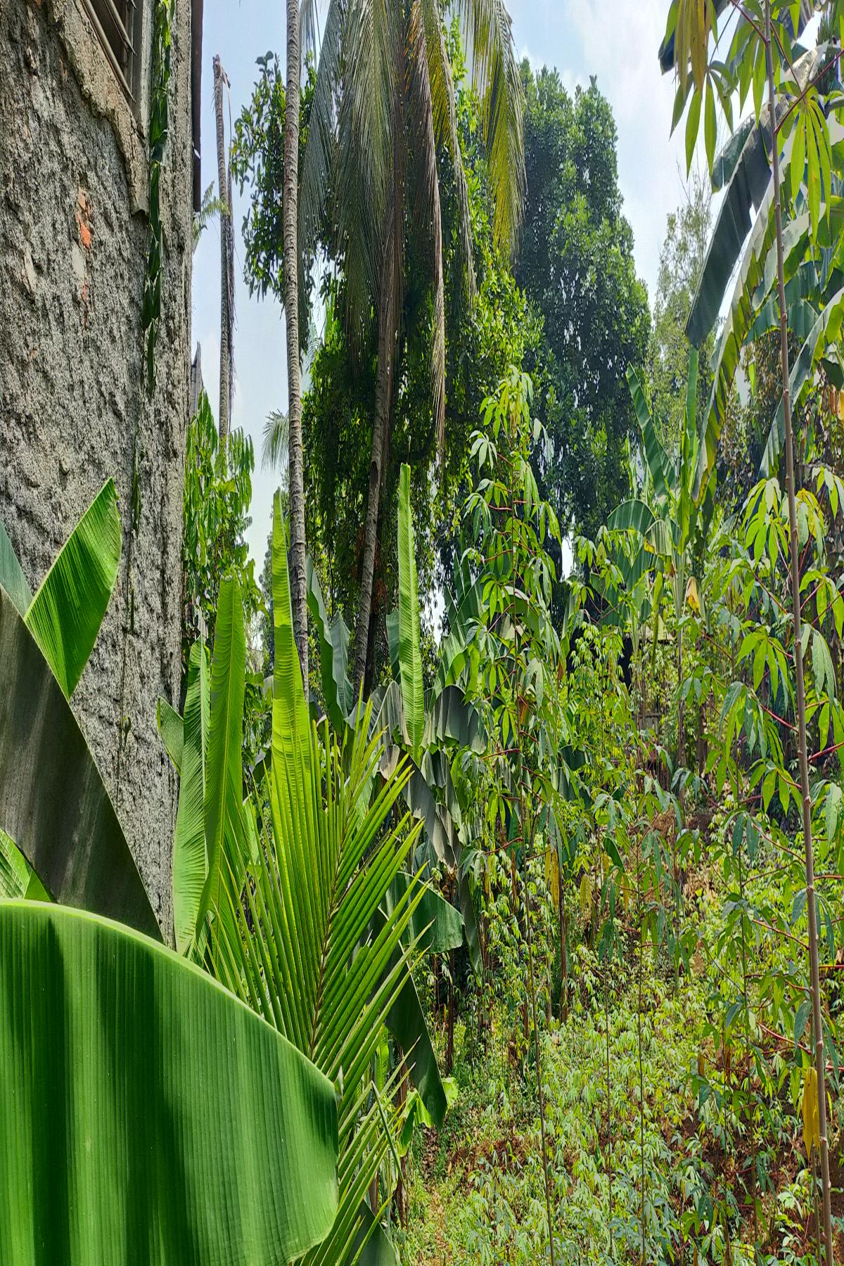Kavling 4.000 Meter Persegi Dalam Cluster Perumahan Taman Yasmin Sektor 2 Cilendek Bogor Barat - Foto 6