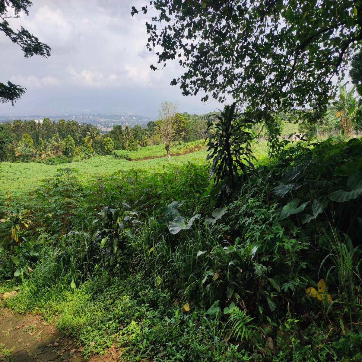 Dijual Tanah View Alam di Cibanon – Cocok untuk Villa, Homestay, atau Kebun - Foto 11