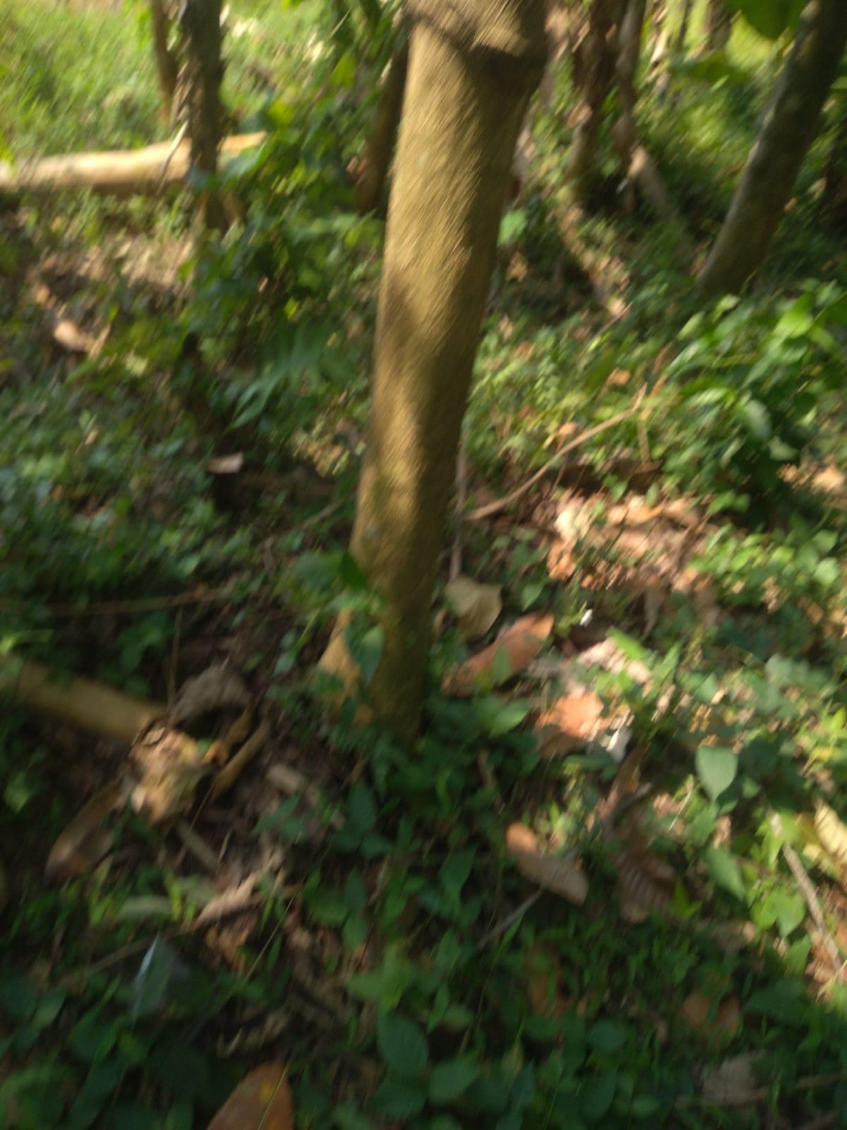 Dijual Tanah Akses Mobil Puncak Bogor Jawa Barat - Foto 4