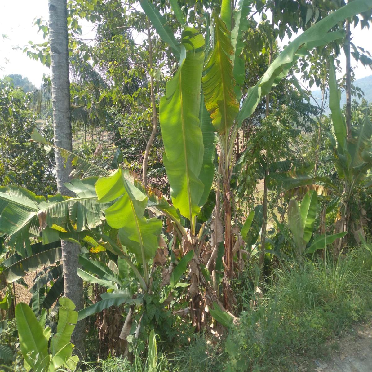 Dijual Tanah Akses Mobil Puncak Bogor Jawa Barat - Foto 6