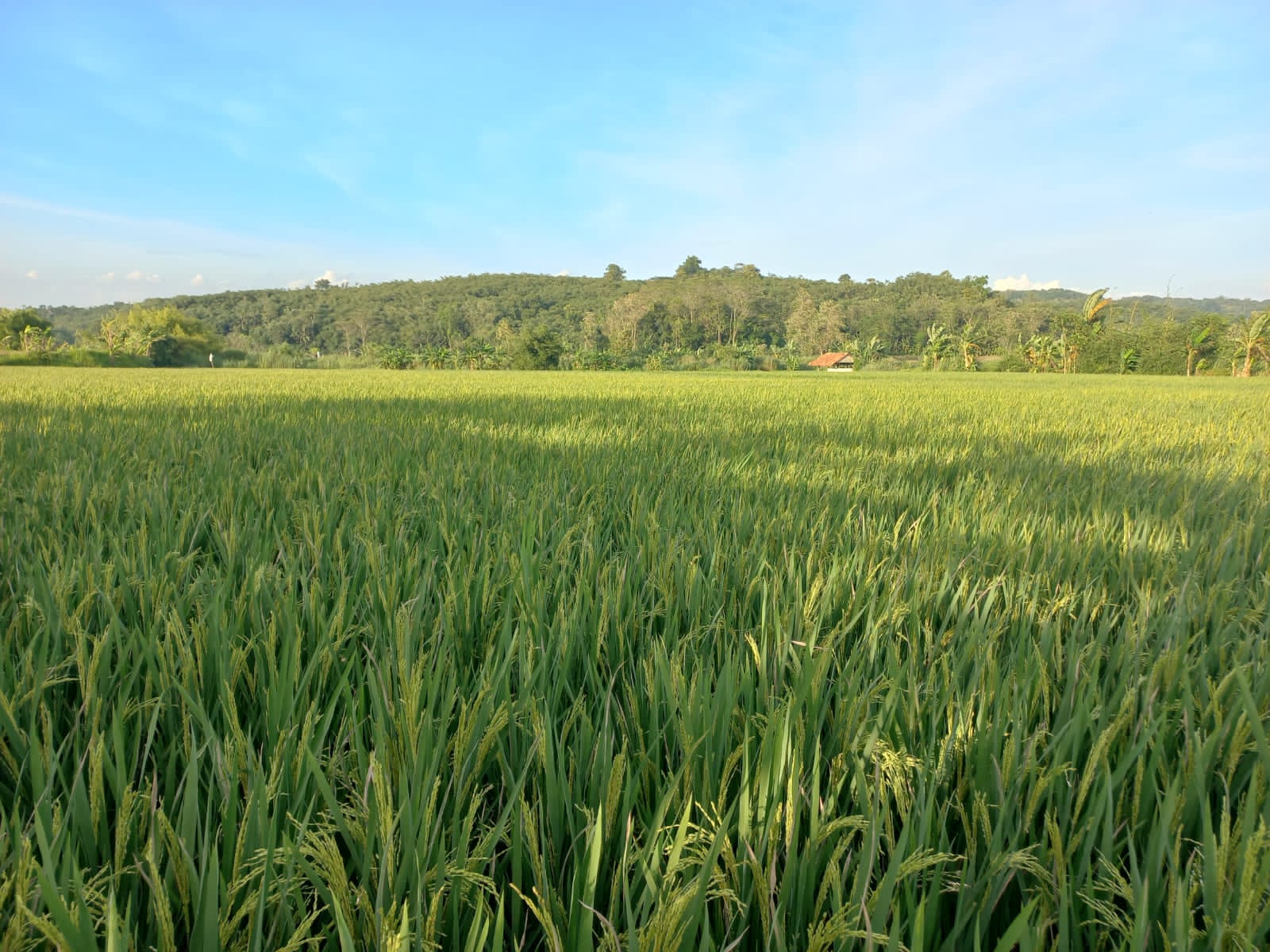| Aged | JUAL : SAWAH 3X PANEN PER TAHUN DEKAT PINTU TOL PURWAKARTA SADANG - Foto 4