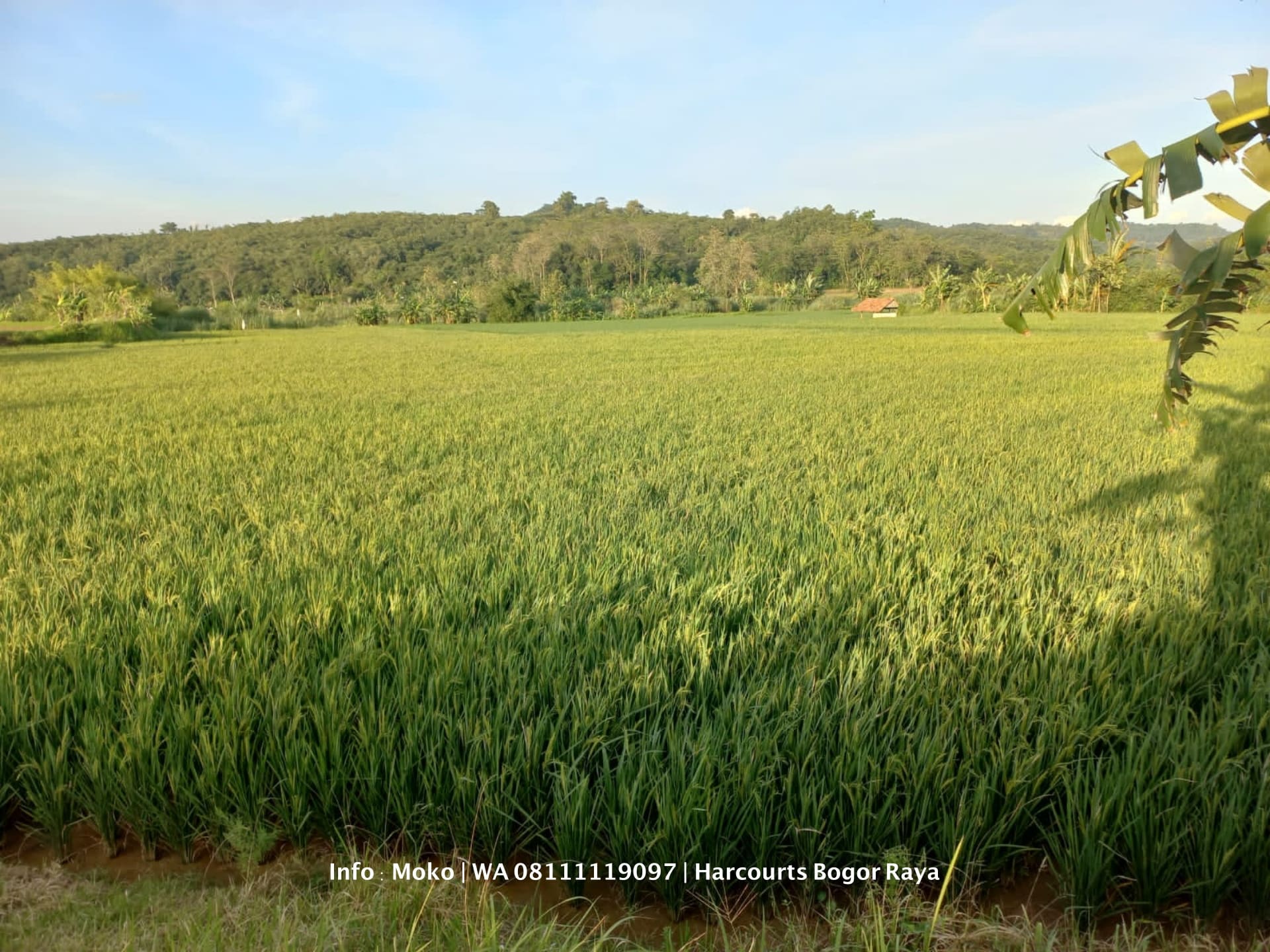 | Aged | JUAL : SAWAH 3X PANEN PER TAHUN DEKAT PINTU TOL PURWAKARTA SADANG - Foto 2