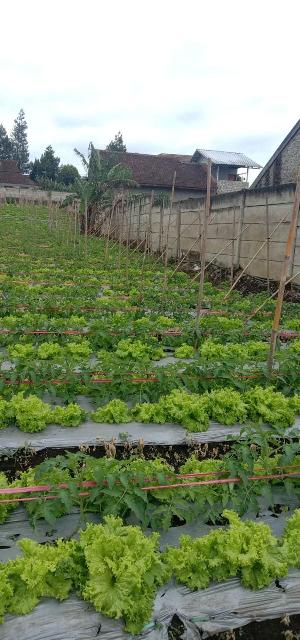 Jual Kavling Tanah di daerah Cikole Lembang Jawa Barat (RR) - Foto 2