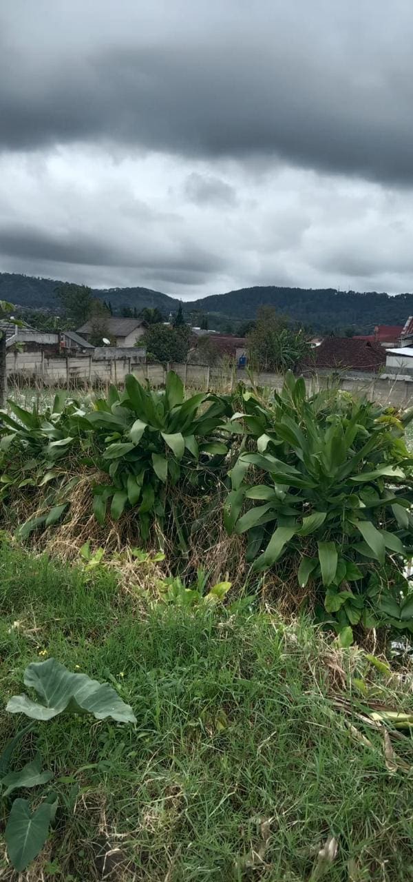 Jual Kavling Tanah di daerah Cikole Lembang Jawa Barat (RR) - Foto 3