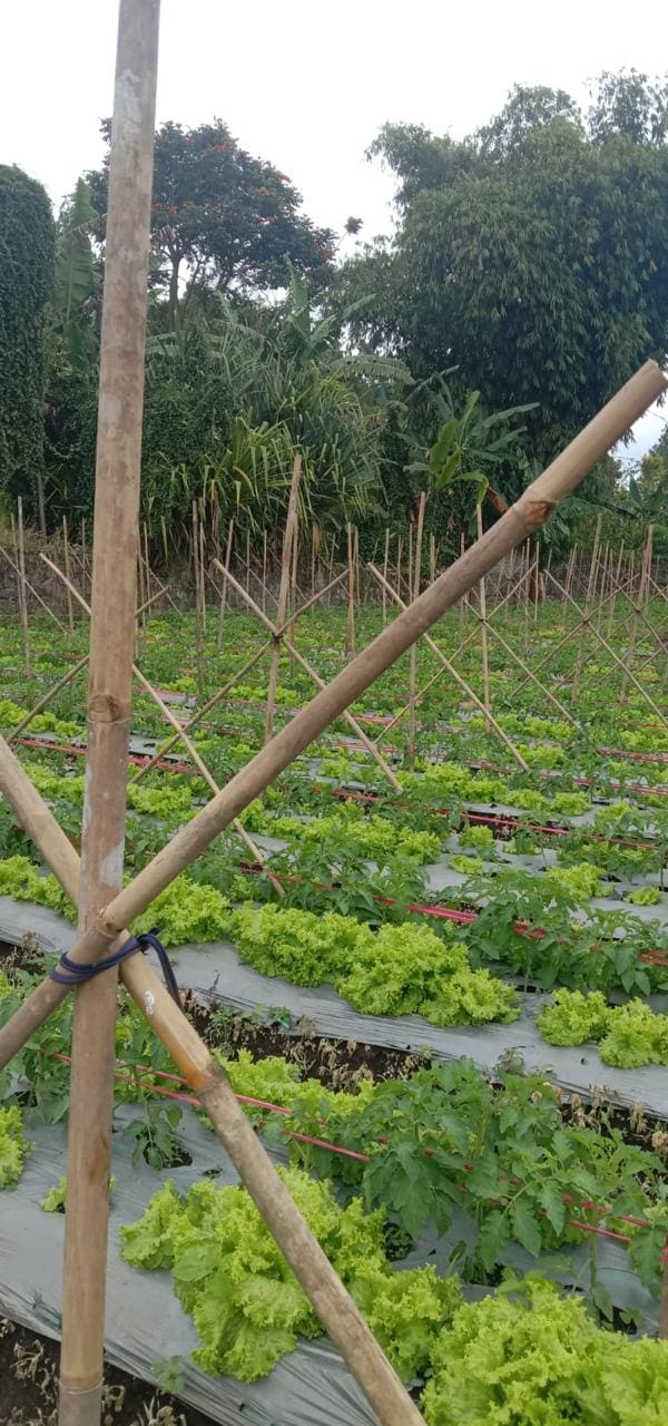 Jual Kavling Tanah di daerah Cikole Lembang Jawa Barat (RR) - Foto 4